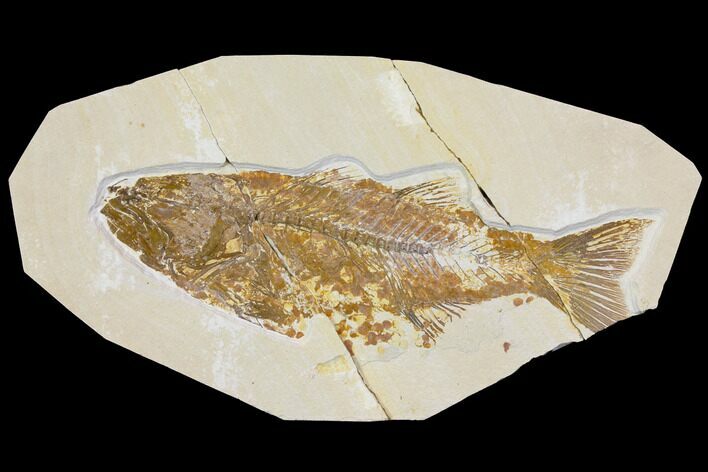 Bargain, Fossil Fish (Mioplosus) - Green River Formation #119451